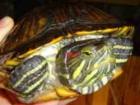 Wasserschildkröten abzugeben