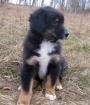 Traumhafte Aussie Welpen