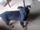 Schäferhundwelpen fast schwarz DDR-Linie