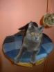 Reinrassige Kartäuser / Chartreux Kitten zu verkaufen