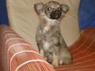 Chihuahua Rüde 5 mon. m. Pap. GÜNSTIG