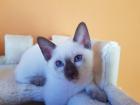 Siamkater alte Art der Siam Thaikaterchen Kitten Baby