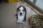 Sibirischer husky Rüde