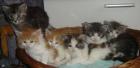 Wir haben 5 Maine Coon Babys abzugeben