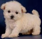 Maltipoo Welpen 250 00 Euro