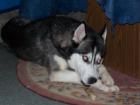 Ich suche meinen Siberian Husky namens Dämon Demen vom Tierheim Dillingen