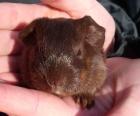 Junge Meerschweinböckchen schokofarben und dreifarbig