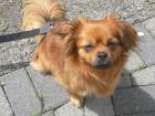 Susi. Liebevolles zuhause gesucht