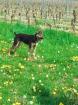 Dobermann Hündin