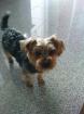 Yorkshire terrier sucht weibchen