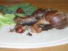 Junge Achatschnecken abzugeben