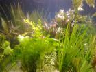 Großes WASSERPFLANZEN Set Garnelen Aquariumpflanzen