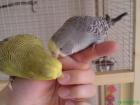 Handzahme junge Wellensittiche