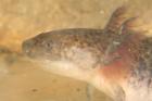 Axolotl Ambystoma mexicanum