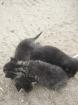 Süße Katzenbabys