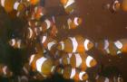 Biete Amphiprion ocellaris Clownfisch NEMO