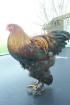 Brahma reb. farb. geb von 06 u. z-brahma gelb-schwarz-clu