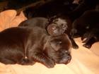 Reinrassige schokoladenfarbene Labradorwelpen