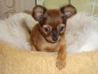 2 süße Toy-Terrier-Mädchen zu verkaufen