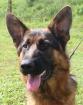 Super Schäferhund Rüde 11 Monate