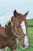 Paint Horse Deckhengst Skipper Sting