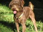 Willi sucht ein Zuhause