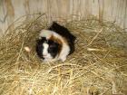 Meerschweinchenpaar zu verschenken kastriert