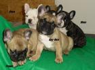 Süße Französische Bulldoggen Welpen in Fawn Fawn Pied Tieger Brindle