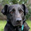 KAYLA - Labrador-Mix - 3 Jahre - Tierhilfe-Franken e. V.