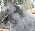 Kittensegen im Drachenhort