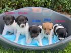 Welpen Jack Russel/Parson Russel Mix