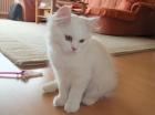 Ein Perser-Katerchen mit kleiner Nase