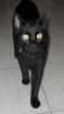 Katze vermisst