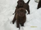 Schokobraune Labradorwelpen abzugeben