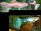 Wer besitzt Pinke und/oder Türkis Guppys