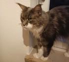 KIWI - Maine Coon - 3 Jahre - Tierhilfe-Franken e. V.