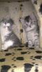5 Maine Coon Kitten