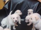 Schäferhundwelpen weiß Stockhaar