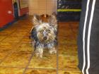 Mini Yorki geb. 11. 2022