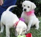 Labrador Welpen männlich weiblich