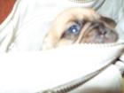Pocket Puggle