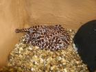 Verkaufe 13 Kornnatterbabys NZ 27. /28. 07. 2022