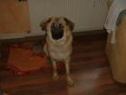 Dringend neue Familie gesucht