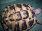 Landschildkröten zu verkaufen