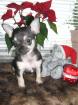 Verkaufe CHIHUAHUA WELPEN Rüde/Hündin mit VDH-Papieren