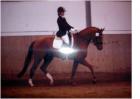Suche turnierorientiertes Dressurpferd/pony L/M-Niveau