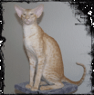 OKH Kitten