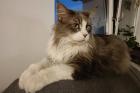 TIMO - Maine Coon - 8 Jahre - Tierhilfe-Franken e. V.