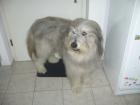 Suche nette Hundebetreuung für lieben Bearded-Colli 85276 PAF