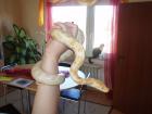Tausche oder verkaufe 1 0 Tigerpython albino